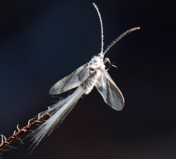 paradise bird fly beths ron flickr sp