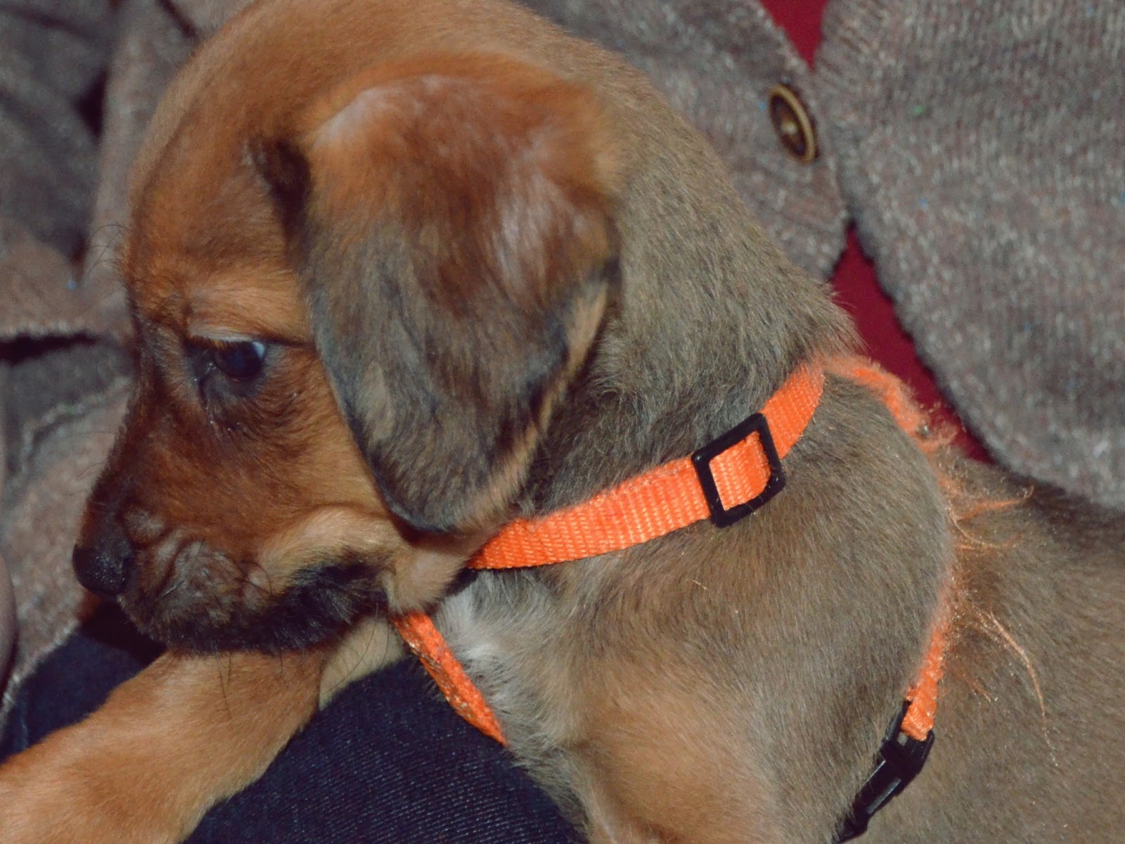 Bilder Zu Der Süßeste Hund Der Welt