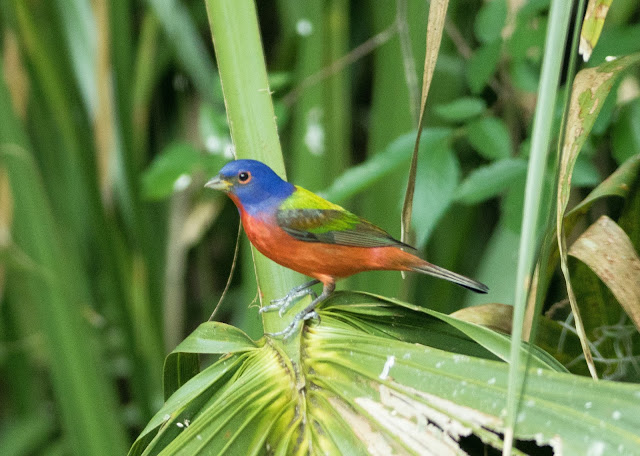 Male Painted Bunting - Felts Audubon Preserve, Florida Male Painted Bunting - Felts Audubon Preserve, Florida