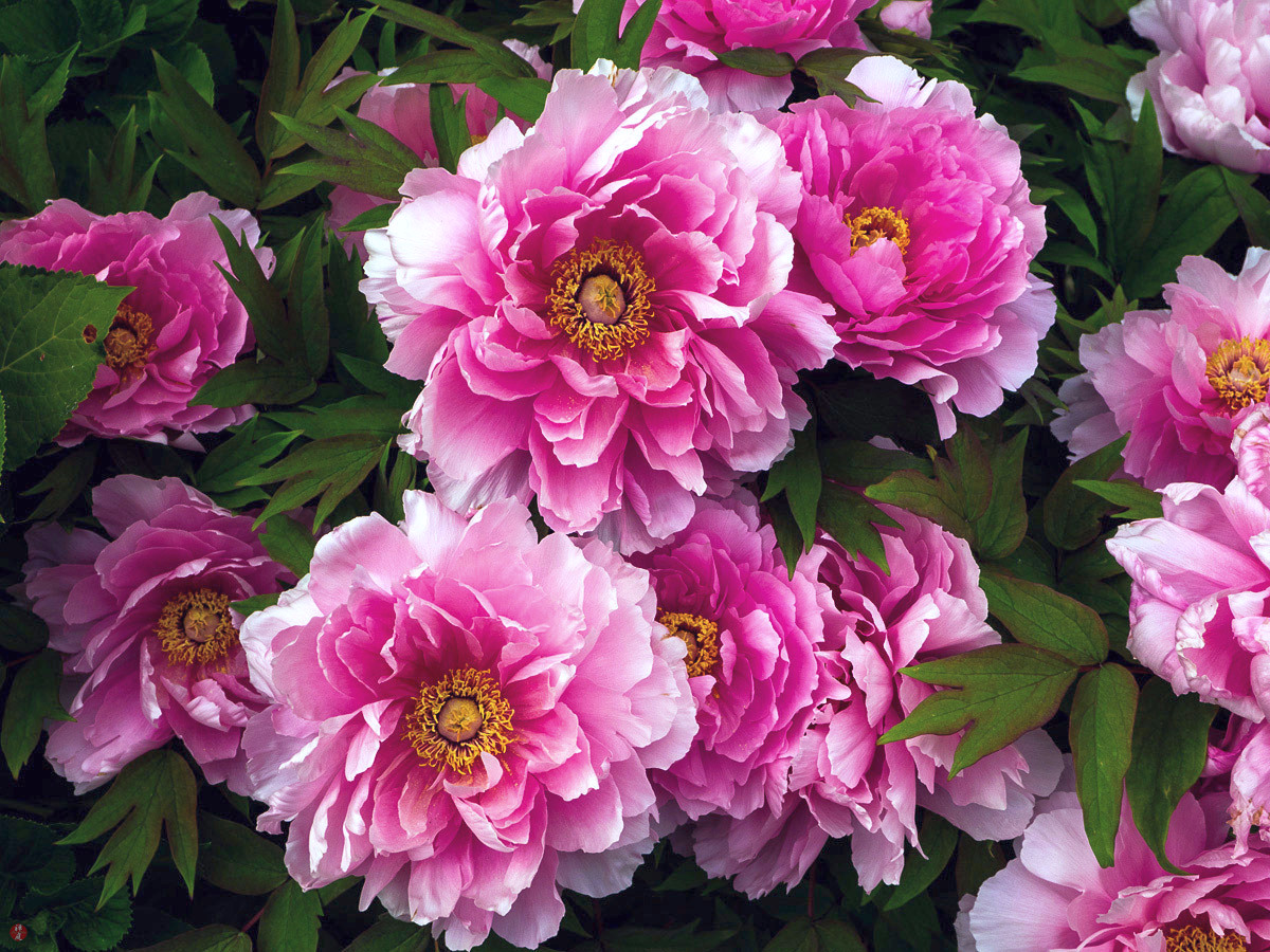 FROM THE GARDEN OF ZEN Botan (peony) flowers Kenchoji