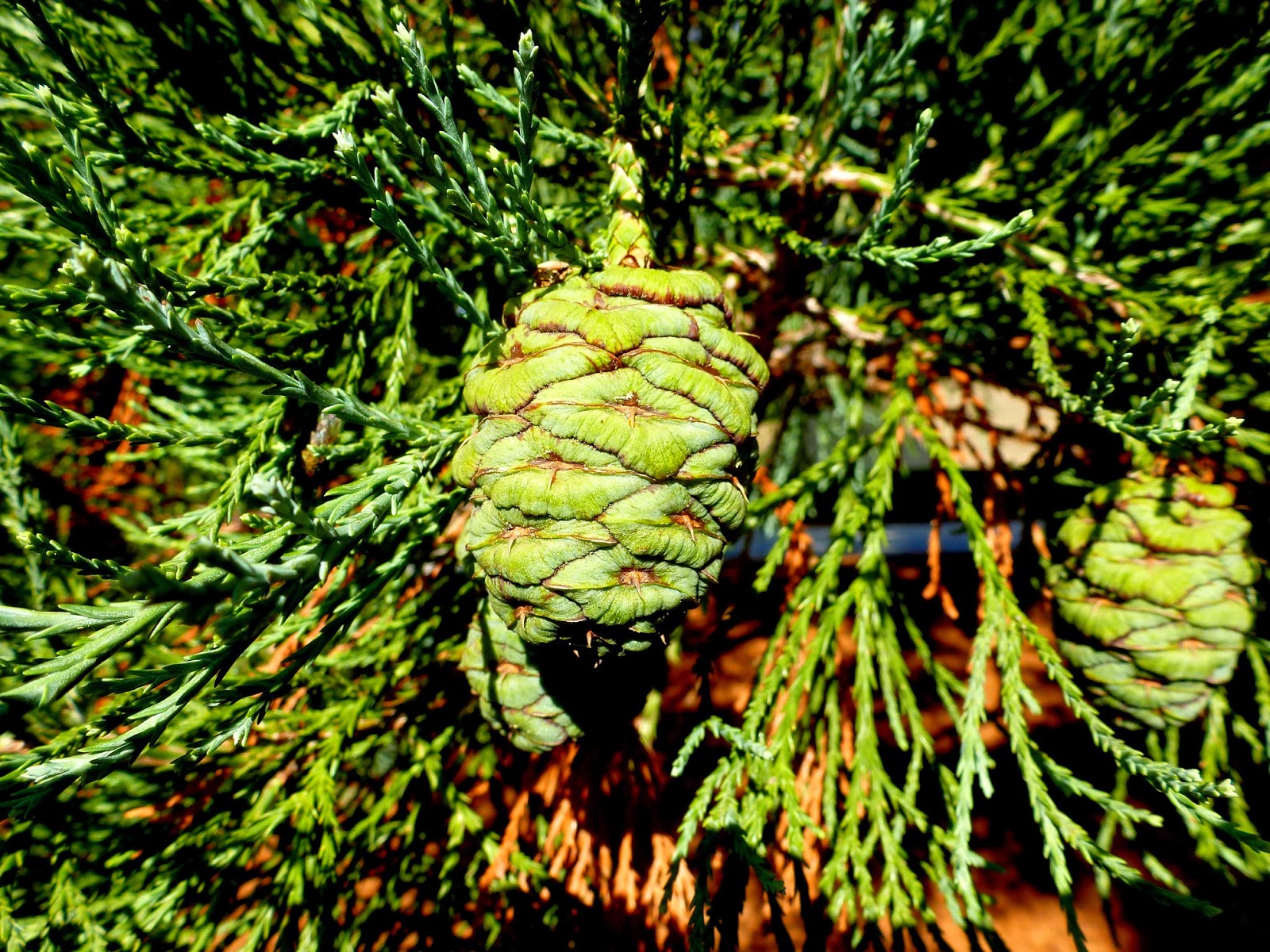 Árboles con alma: Secuoya gigante. (Secuoiadendrom giganteum)