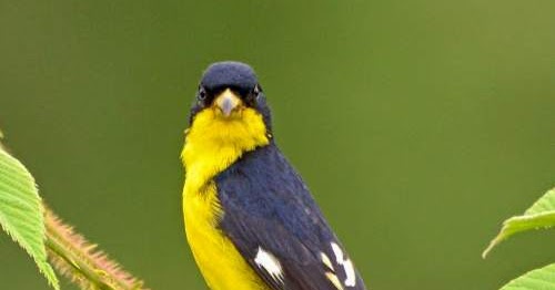 Lesser goldfinch (Spinus psaltria) | Birds of India | Bird World