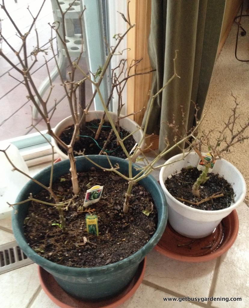 Overwintering Dormant Pepper Plants Get Busy Gardening