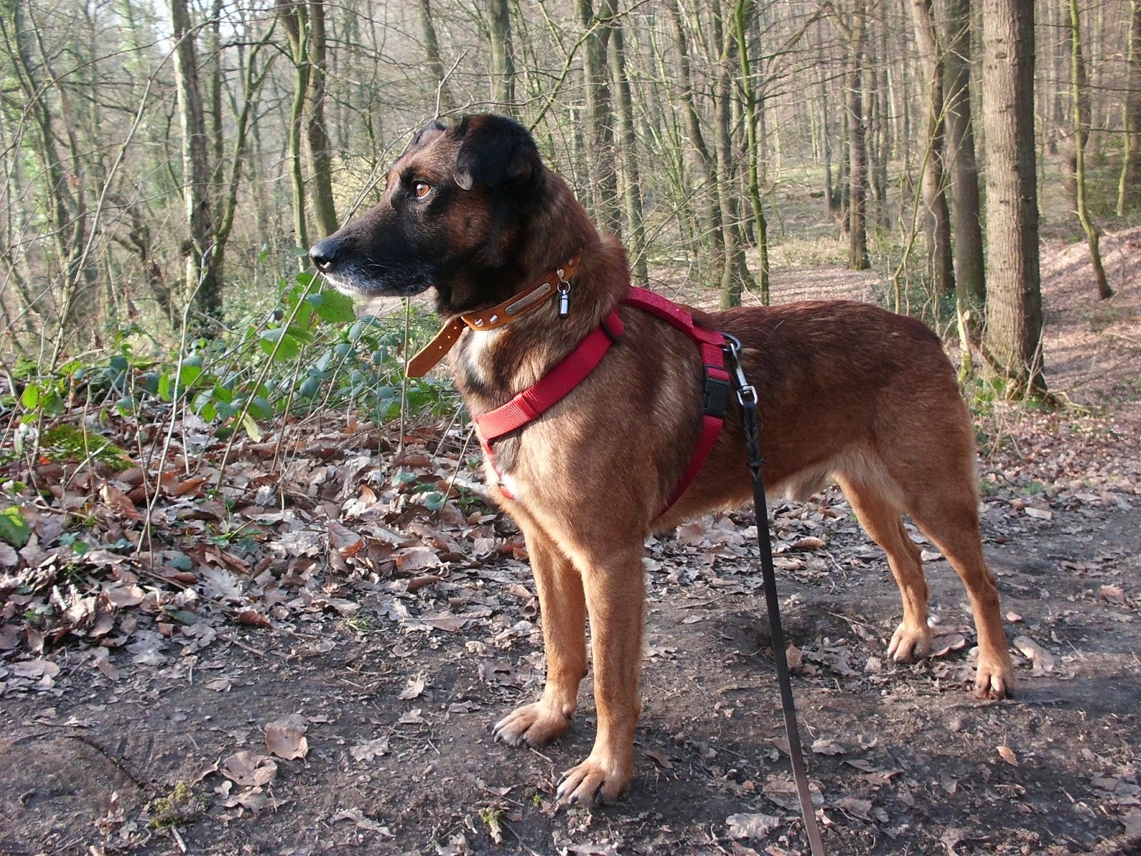 Hunde aus ZentralPortugal adoptieren Scooby jetzt Lillebror