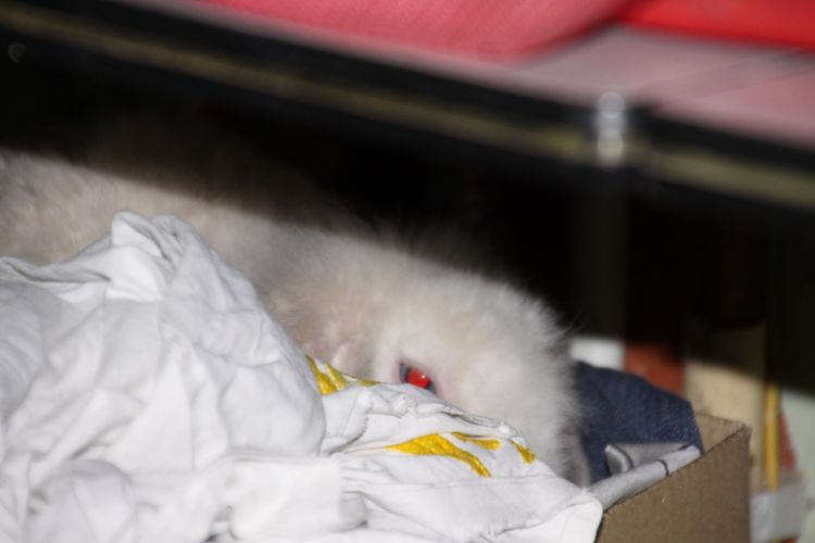 Het Vrolijke Konijnenhol: Grace, zo mak als een lammetje!