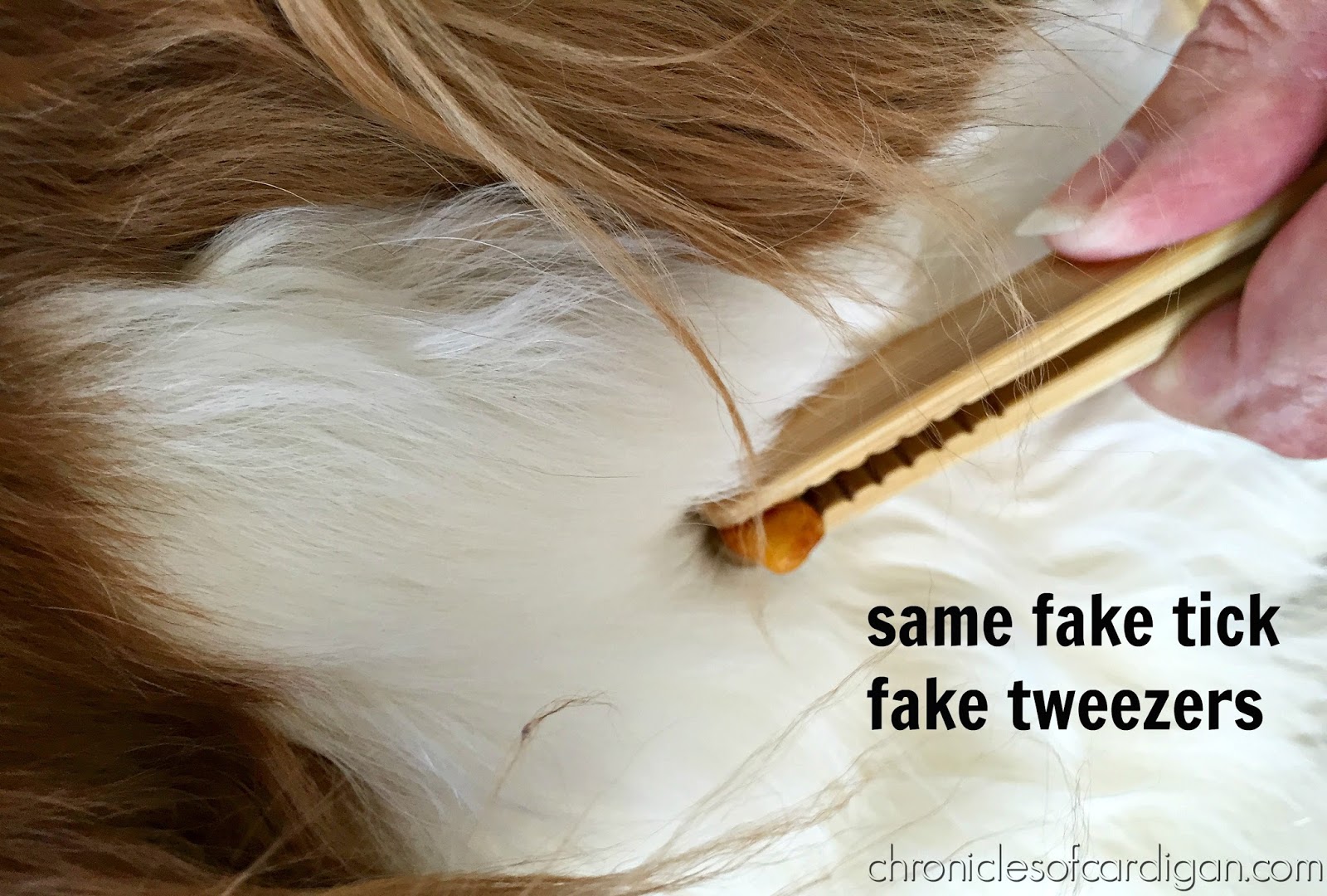 The Chronicles of Cardigan How to Inject Humor Into Removing an