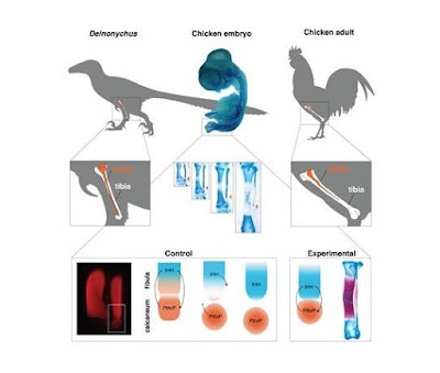 Molecular experiment reverses evolution in birds obtaining a dinosaur-like lower leg Molecular experiment reverses evolution in birds obtaining a dinosaur-like lower leg