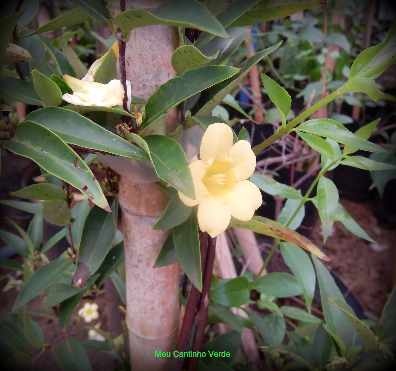 Meu Cantinho Verde: JASMIM-CAROLINA - ( Gelsemium sempervirens )