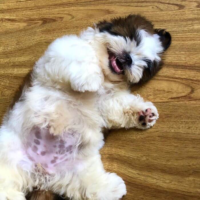 30 Hilariously Adorably Pictures Of Puppy Sleeping As If She Was 'Turned Off' 30 Hilariously Adorably Pictures Of Puppy Sleeping As If She Was 'Turned Off'