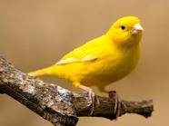 Burung Kenari Kuning