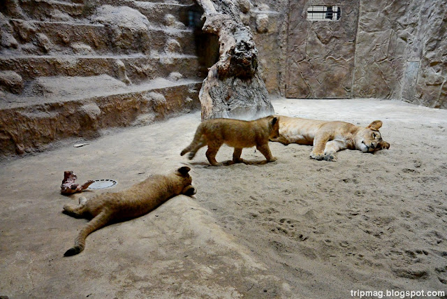 Польша Гданьск Балтика Труймясто Poland Zoo Gdansk