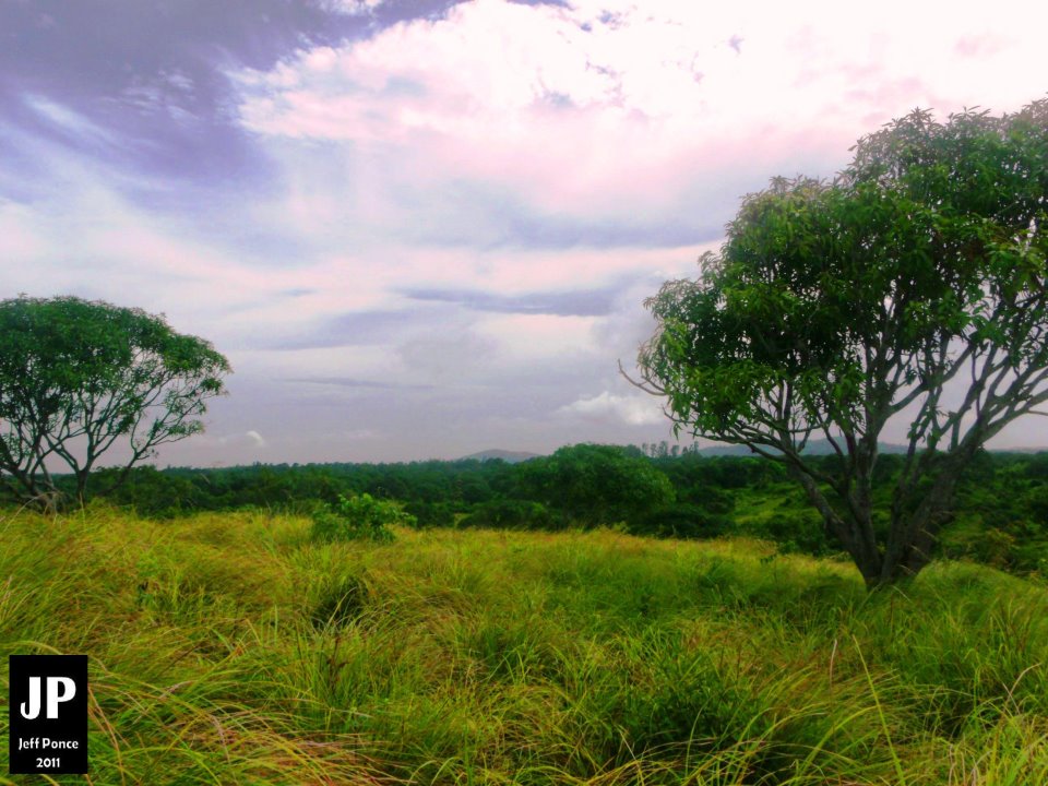 Bisayang Manlalakbay around the Philippines Guimaras Mango Plantation