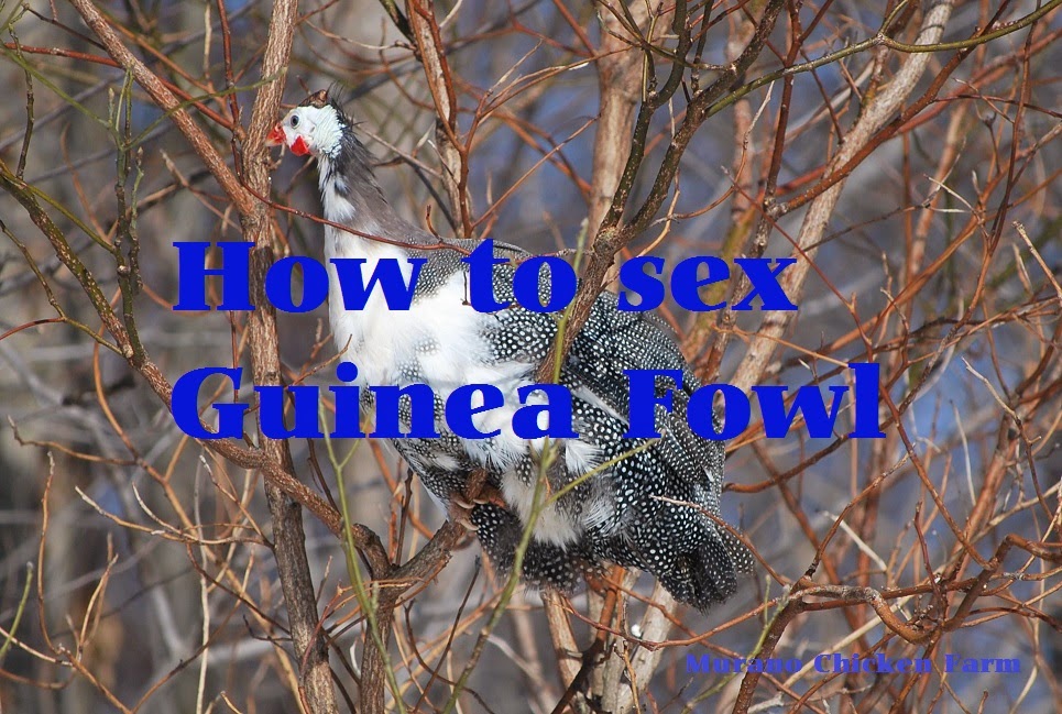 guinea fowl farm