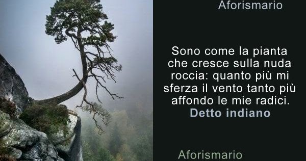 Aforismario Aforismi Frasi E Citazioni Sulle Radici
