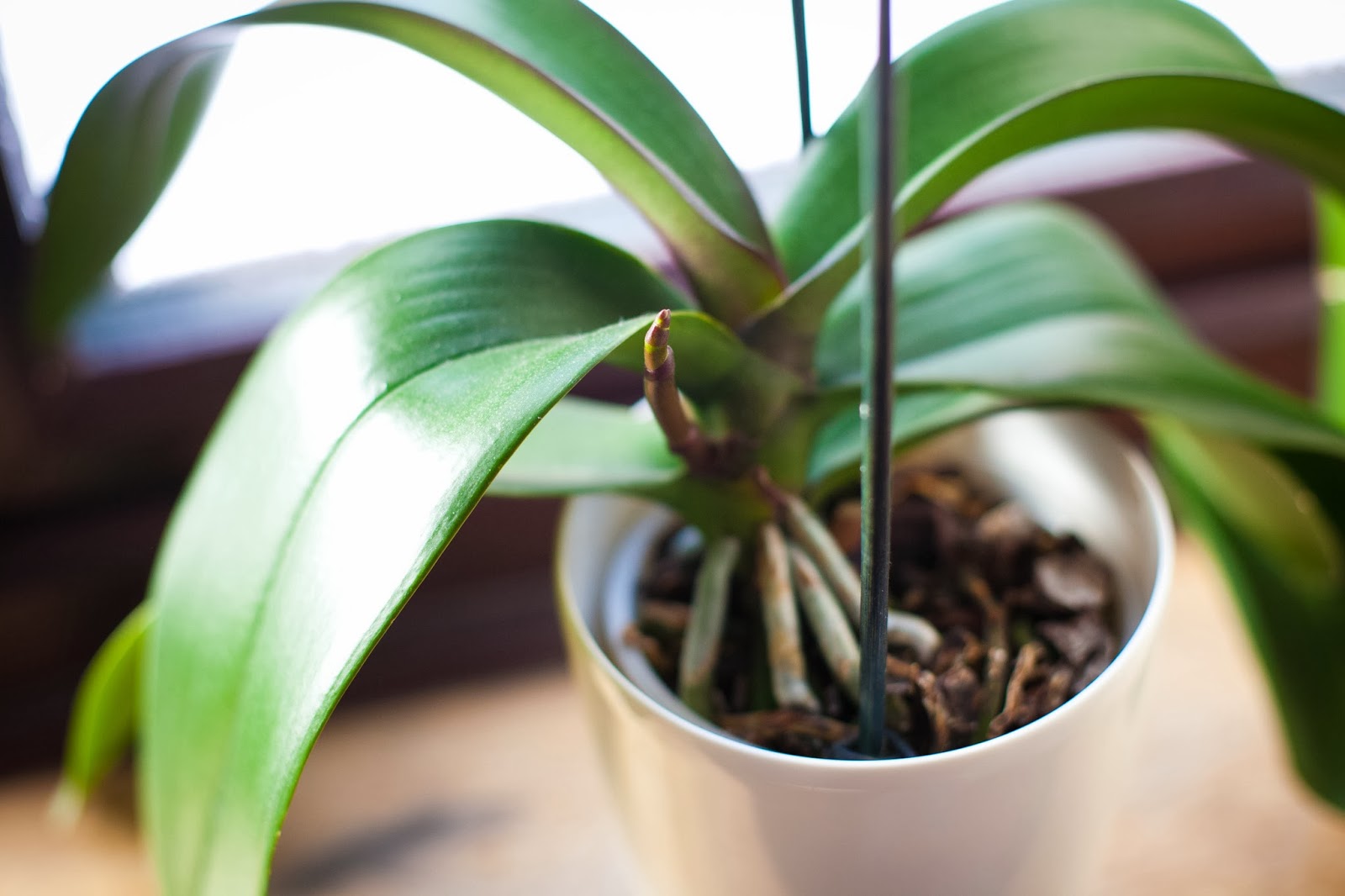 SukiSuki My Orchid Plant New Year, New Shoot!