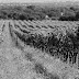 Graciano, una uva potente y aromática para vinos de la máxima calidad