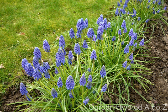 Szafirki Muscari