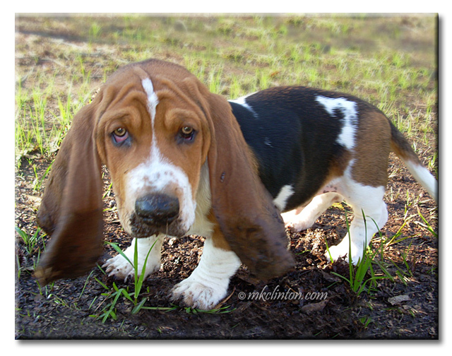 Bentley Basset Hound with his muddy ears. copyrighted mkclinton