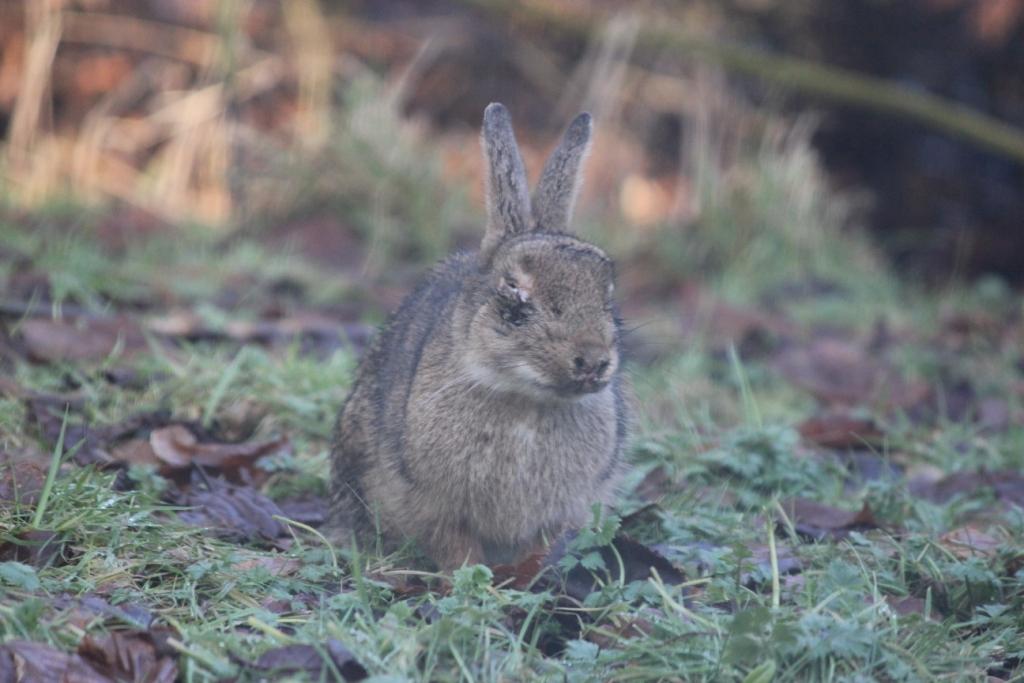Animals and kids Blind wild rabbit Myxomatosis