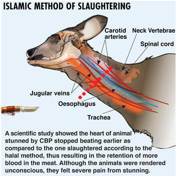 What is Islamic Slaughtering or zabihah or simply halal meat.
