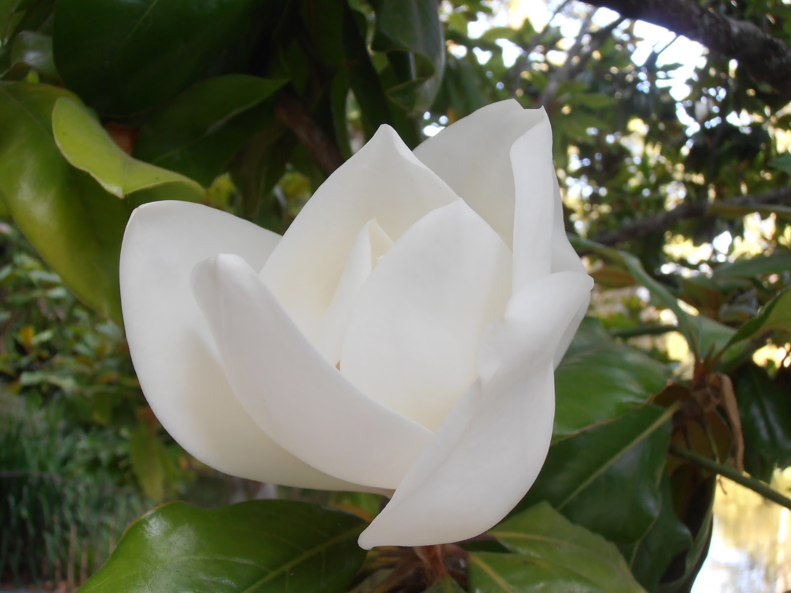 MAGNOLIO: Magnolia grandiflora | Plantas rioMoros