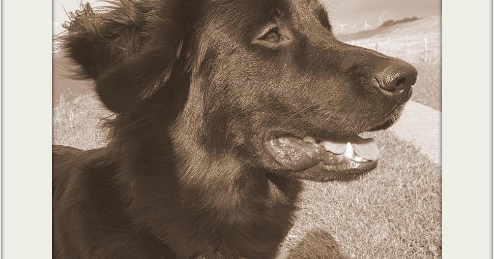 Überraschungspaket Hund ein Hundeblog der zeigt, wie unterschiedlich