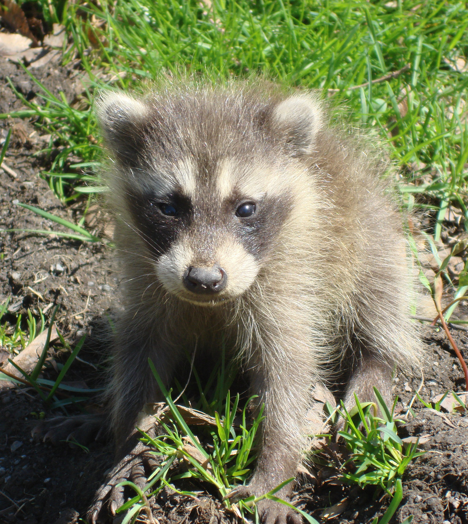 ipsecuritas could not start racoon ipsecuritas could not start racoon