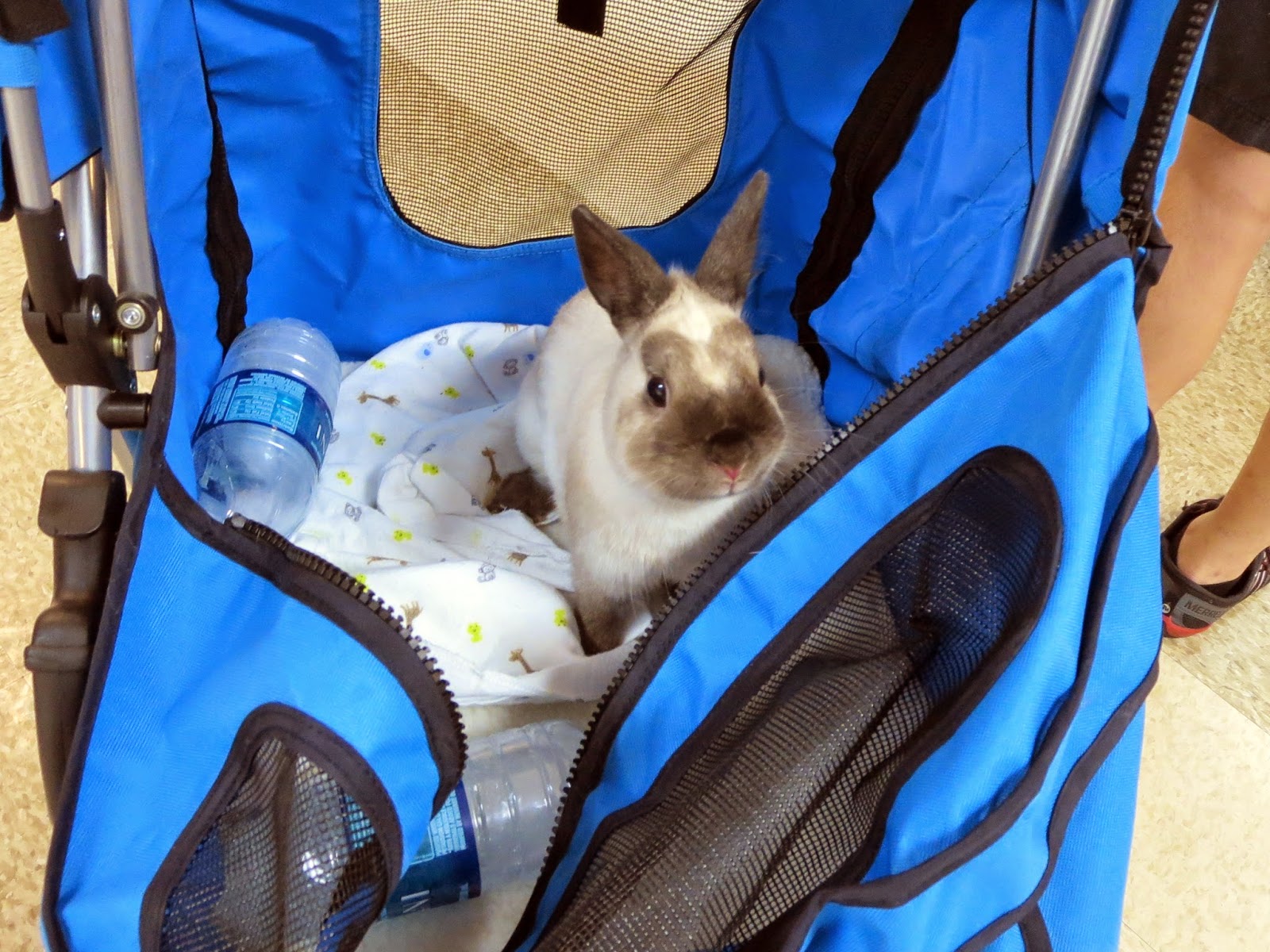 Rabbit Ramblings Bunnyfest 2014