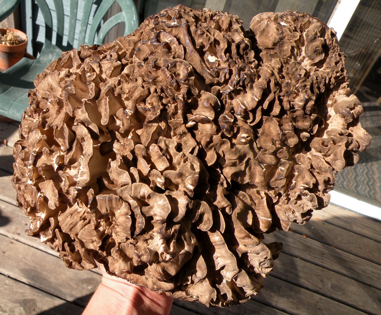 flux biota. Mushroom Hunting in Iowa. Hen of the Woods (aka maitake