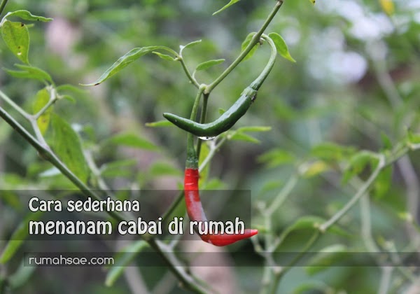 Cara Sederhana Menanam Cabai di Rumah Cara Sederhana Menanam Cabai di Rumah