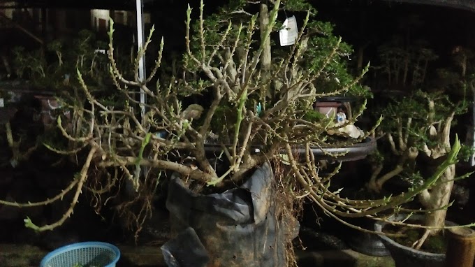 METODE STRESS AIR PRUNING BONSAI