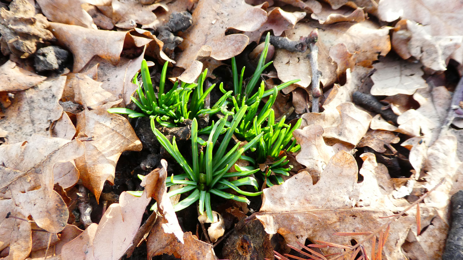 Диви растения в България: Гарвански лук (Ornithogalum)