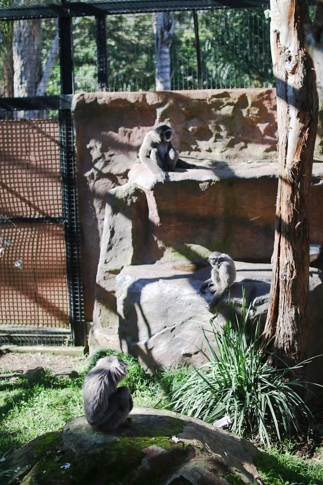 Mogo Zoo Jervis Bay Australia 