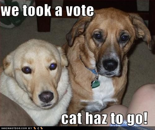 funny-dog-pictures-dogs-voted-against-ca