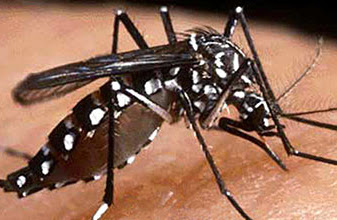 Reportan primer muerte por dengue en QR-2014, dos decesos más bajo investigación