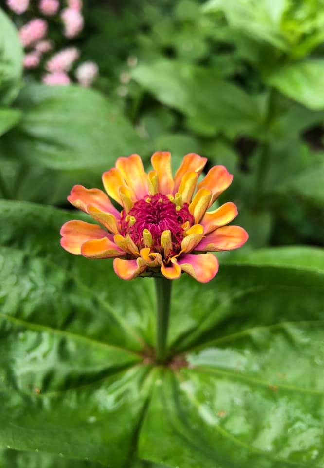 z is for zinnia