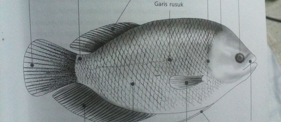 Klasifikasi dan Morfologi Ikan Gurame Lengkap