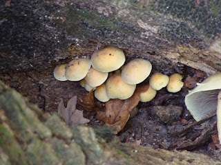 Hypholoma fasciculare DSC48091