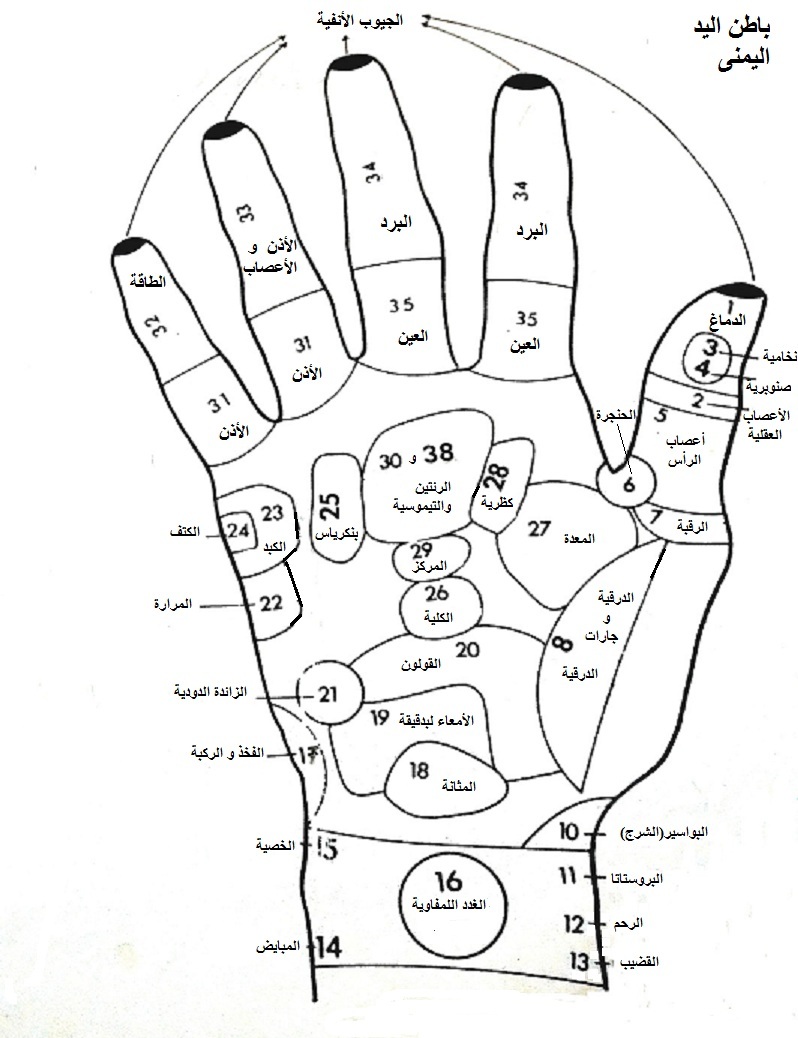 الأصيل في الطب البديل صورة رقم 002 ب نقاط التدليك الانعكاسي على باطن اليد اليمنى