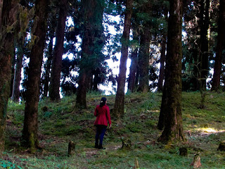 A forest of pines @DoiBedouin A forest of pines @DoiBedouin