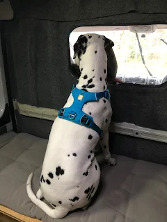 dalmatian dog looking out van conversion with blue ruffwear harness on