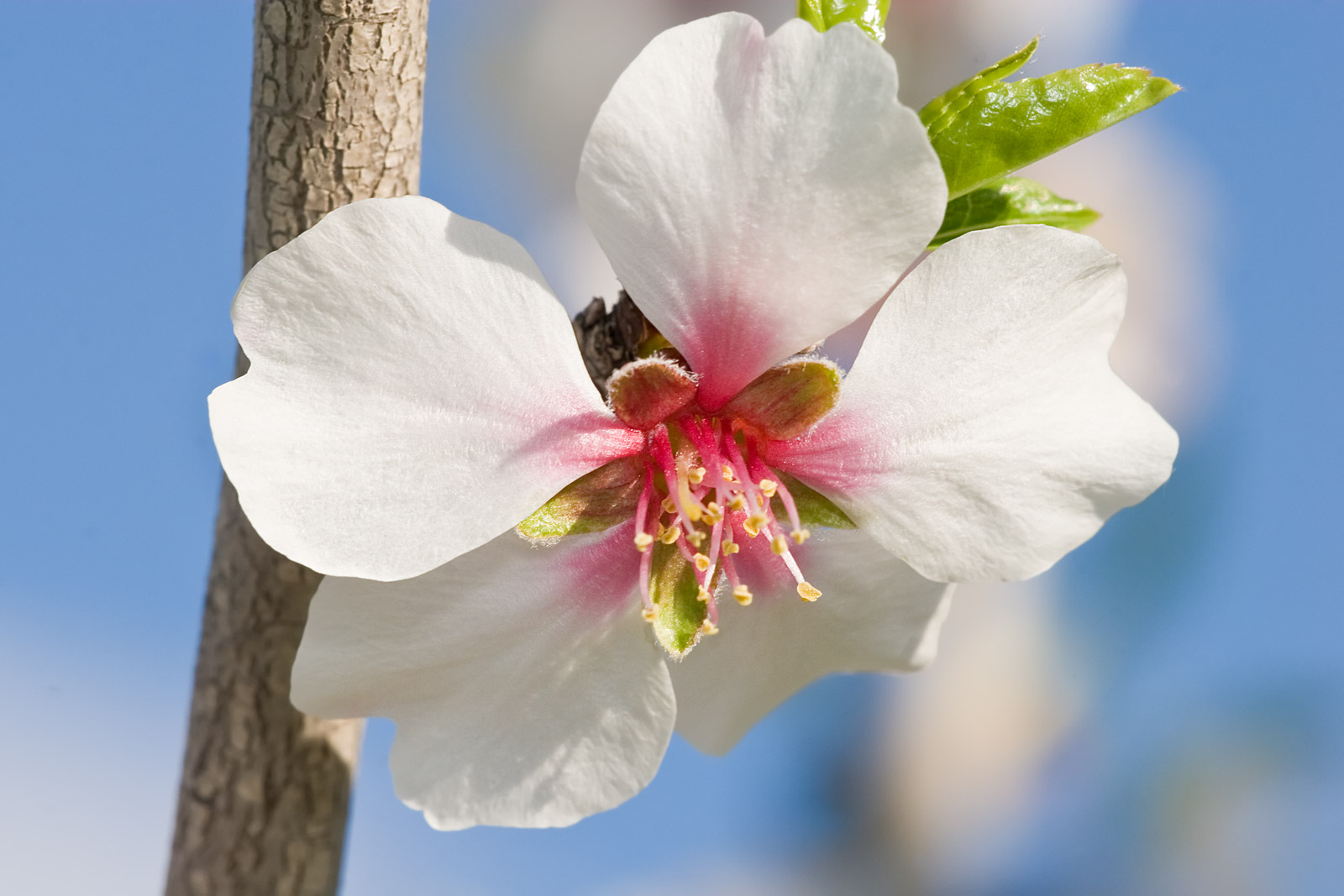 Almond Blossom Flowers - Wallpapers