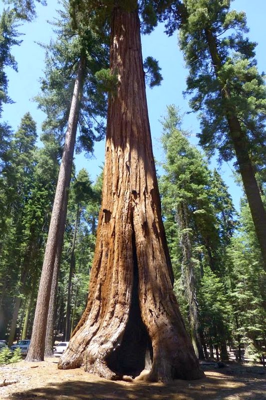 Yosemete Park Sequoia