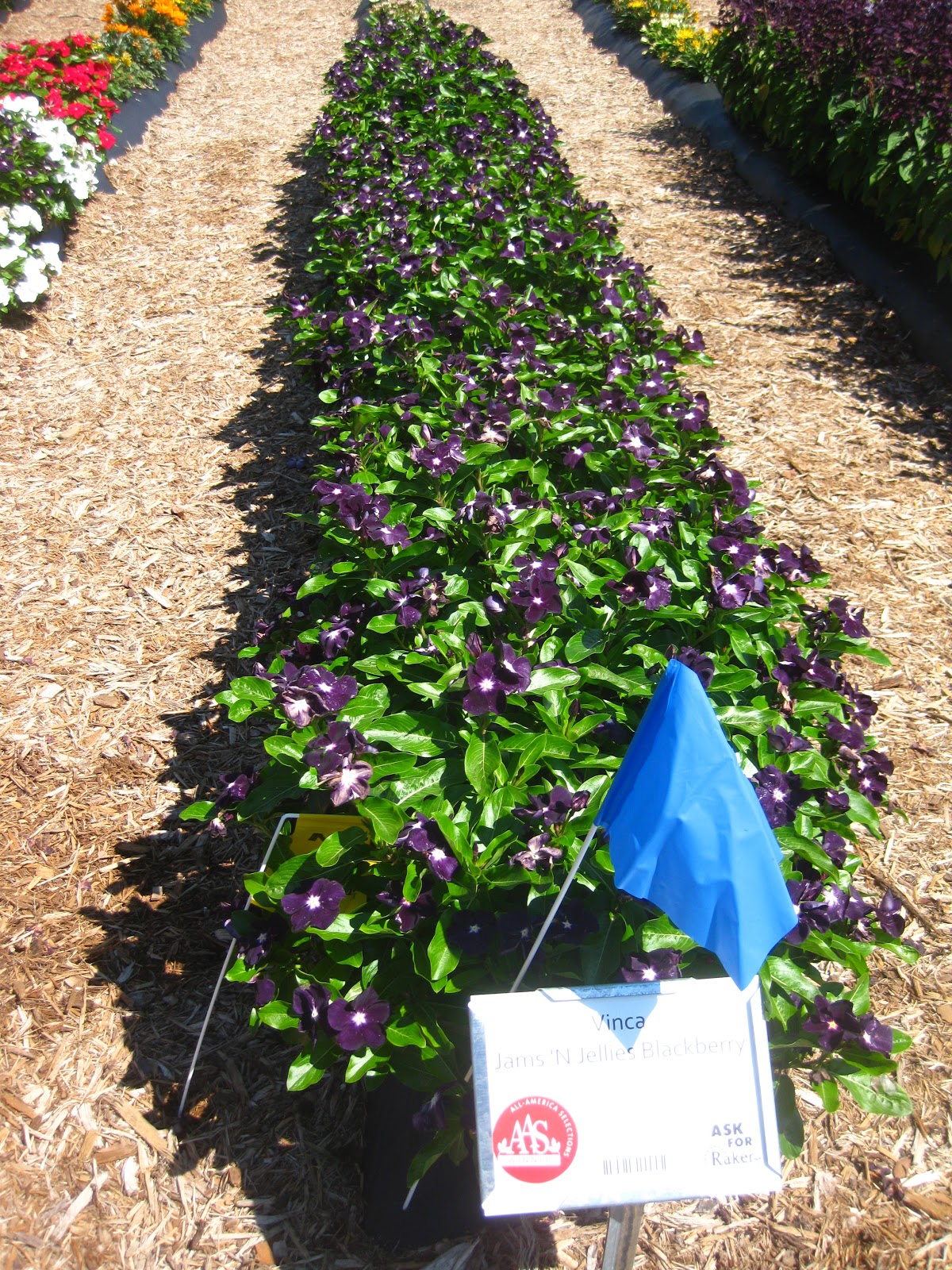 Hood's Gardens Vinca Jams 'N Jellies Blackberry