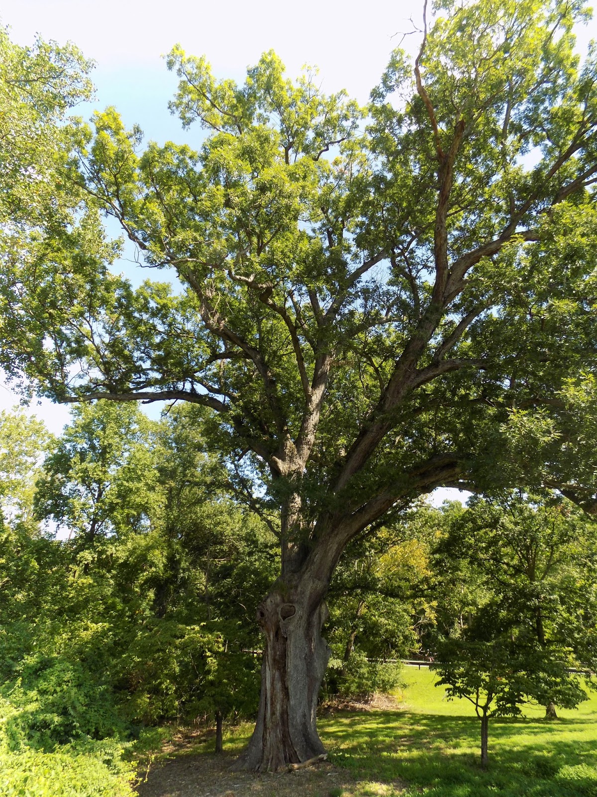 Tales From the Trails Linden Oak (Montgomery County, Maryland)