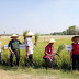 Acara FARMER'S FIELD DAY di desa Tawangharjo Wedarijaksa dibuka dengan dialog dan panen padi  bersama