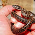 Snake Facts ! सांप के बारे में हैरान कर देने वाले रोचक तथ्य व् अनोखी जानकारी