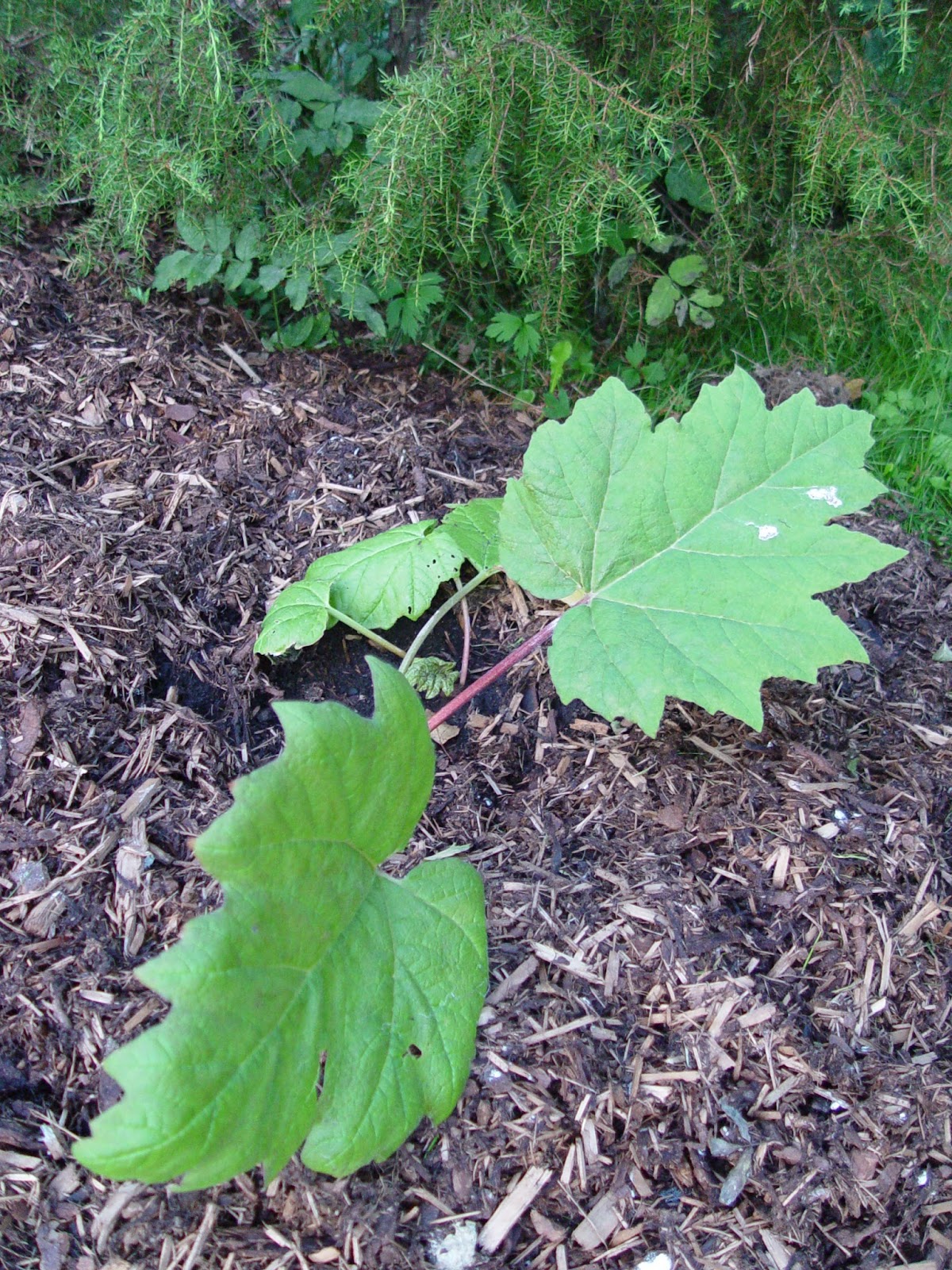 kypsä putki hamsteri