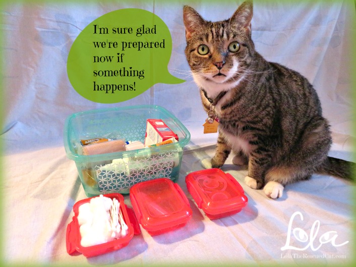 Lola The Rescued Cat Diy First Aid Kit For Your Cat