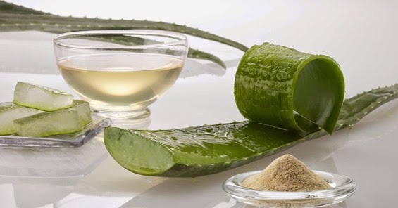 Membuat Nata Dari Lidah Buaya | cara membuat masker lidah buaya untuk rambut sehat Membuat Nata Dari Lidah Buaya | cara membuat masker lidah buaya untuk rambut sehat